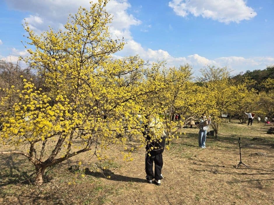 Icheon Baeksa Sansuyu Flower Festival (이천백사 산수유꽃축제)